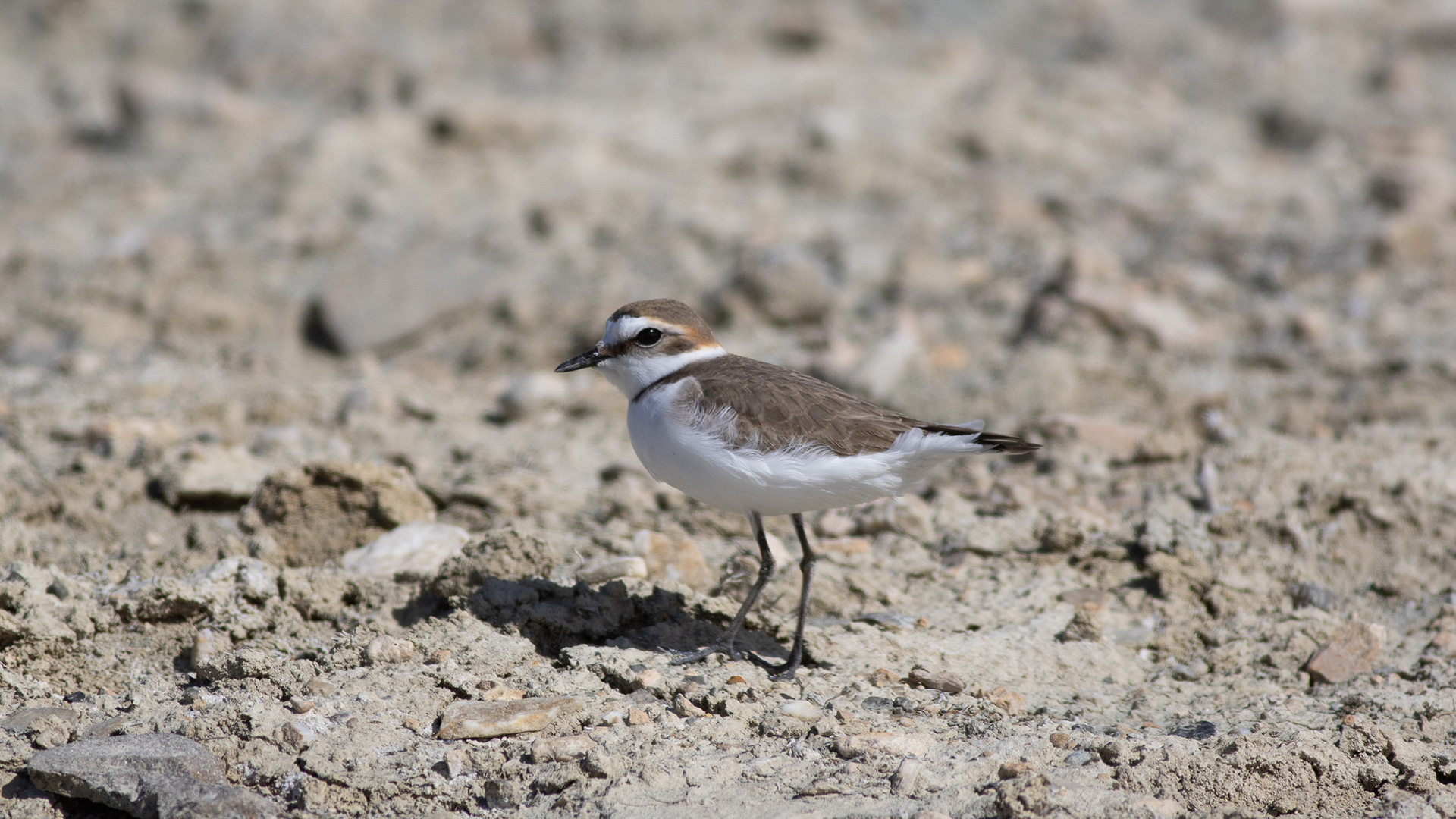 Kentish Plover